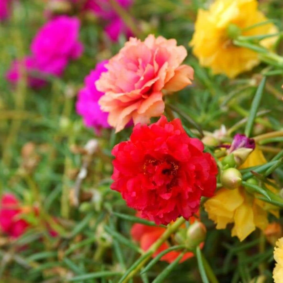 Portulaca Grandiflora Seed Mix Garden Purslane Double Flower Moss Rose about 1100 Seeds