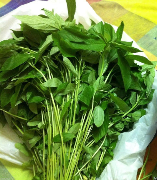 100 Jute Seeds, Egyptian Spinach,Saluyot, Molokhia, Plant Spring or Summer