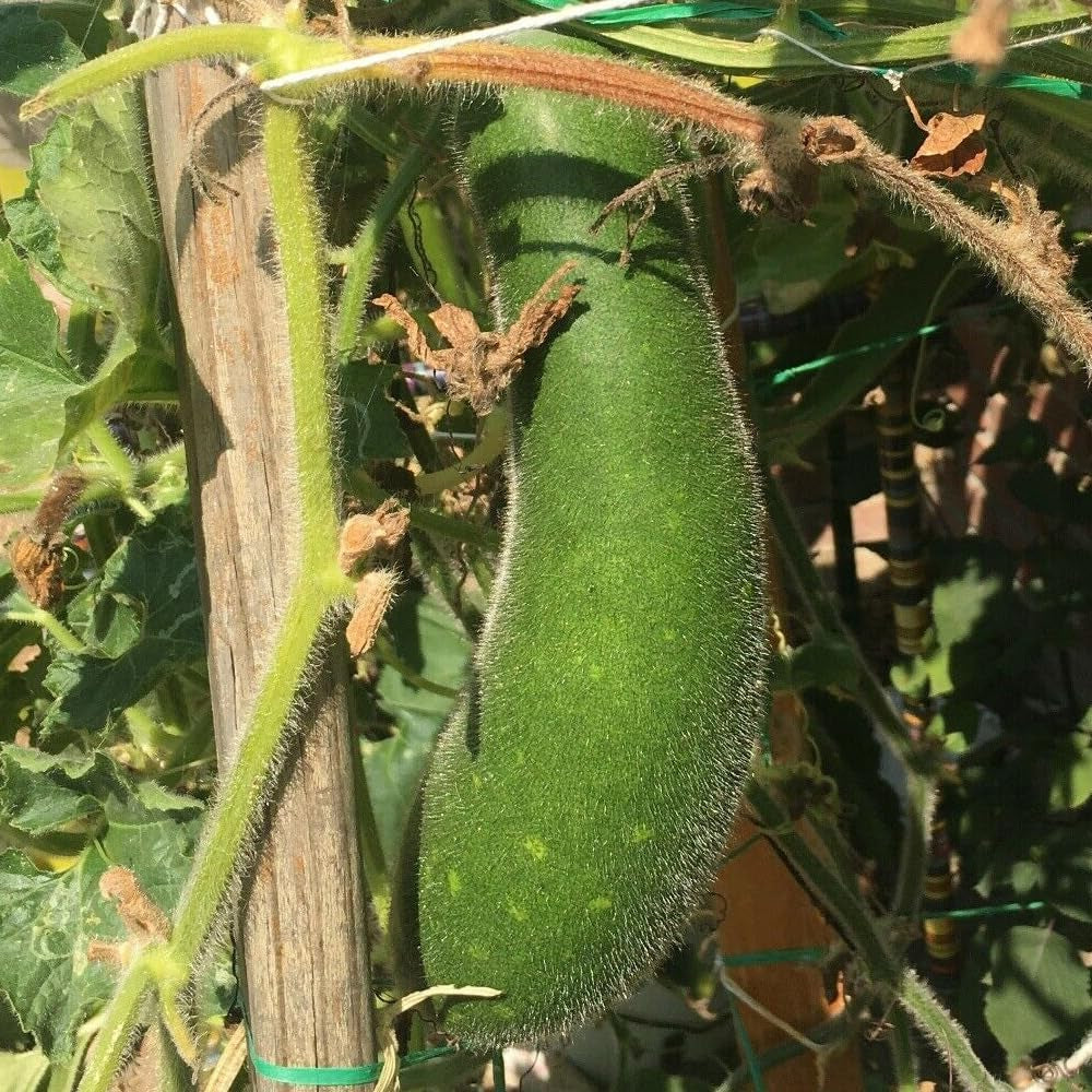 20 Seeds Organic Hairy Skin Gourd Seeds Fuzzy Melon Wax Gourd Hairy Melon - Organic Fresh Seeds for Planting - Seeds for Home and Garden