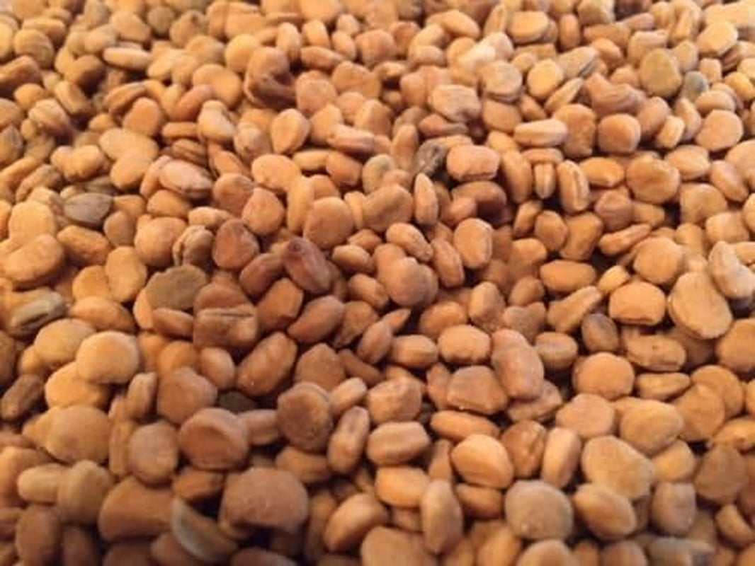200+Ginseng Seeds -Wild Stratified American Seeds-Ready to Plant w-Grow Roots