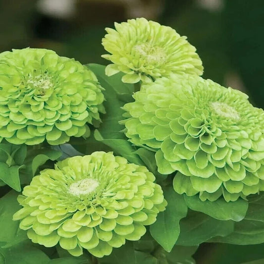 Flower 100 Seeds Giant Zinnia "Envy" Green - Organic Fresh Seeds for Planting - Live Flowers Seeds for Home and Garden
