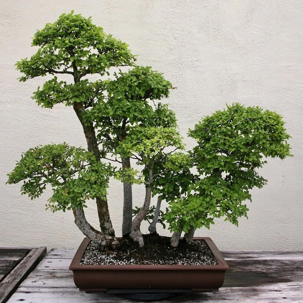 Chinese Elm Tree Seeds - Ulmus Parvifolia - 50 Seeds - Organic Fresh Tree Seeds for Planting - Live Tree Seeds for Your Landscape