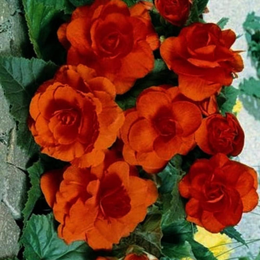 25 Seeds Begonia Tuberosa Double Orange - Organic Seeds for Planting - Begonia Seeds for Home and Garden