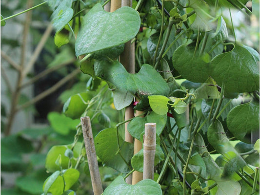 Aristolochia Tagala 10 Seeds Dutchmans Pipe Heavy Producer Aromatic Flowers Sun or Shade Hummingbirds Love! Attracts Rare Butterfly Species