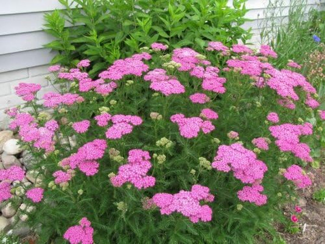 250 PINK CERISE QUEEN YARROW Achillea Millefolium Flower Seeds