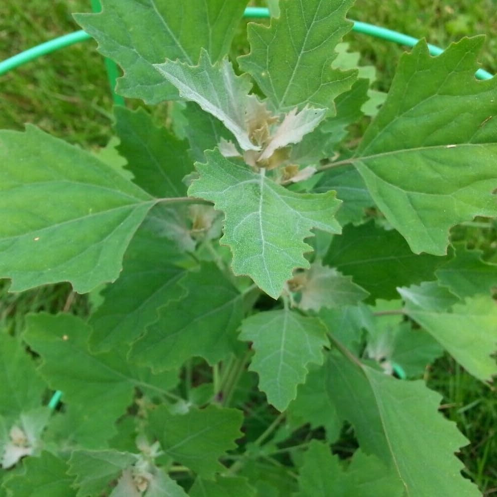 10000 Lambs Quarter Seeds, Wild Spinach, Goosefoot, Quelites, Chenopodium Album - Organic Fresh Live Seeds for Planting