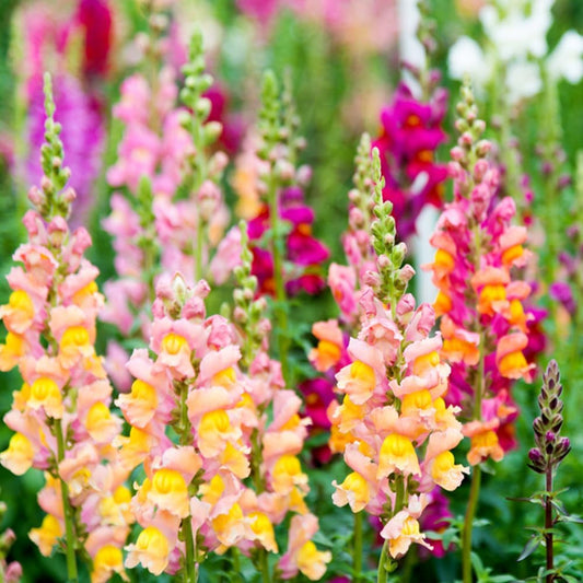 1000 Seeds Heirloom Snapdragon Flower - Organic Fresh Seeds for Planting - Live Seeds for Home and Garden - Survival Garden Seeds