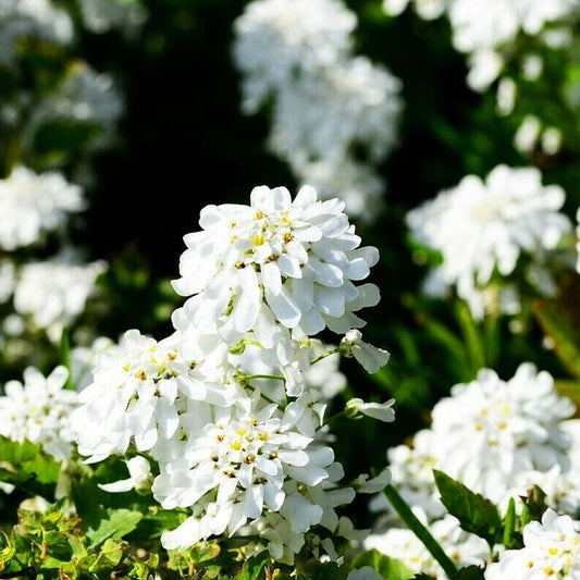 250 Seeds Empress White Candytuft Rocket Flower Seeds Iberis Amara - Plant Organic Seeds for Your Home and Garden