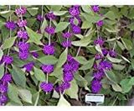 40 American PURPLE BEAUTYBERRY Shrub Flower Callicarpa Americana Seeds
