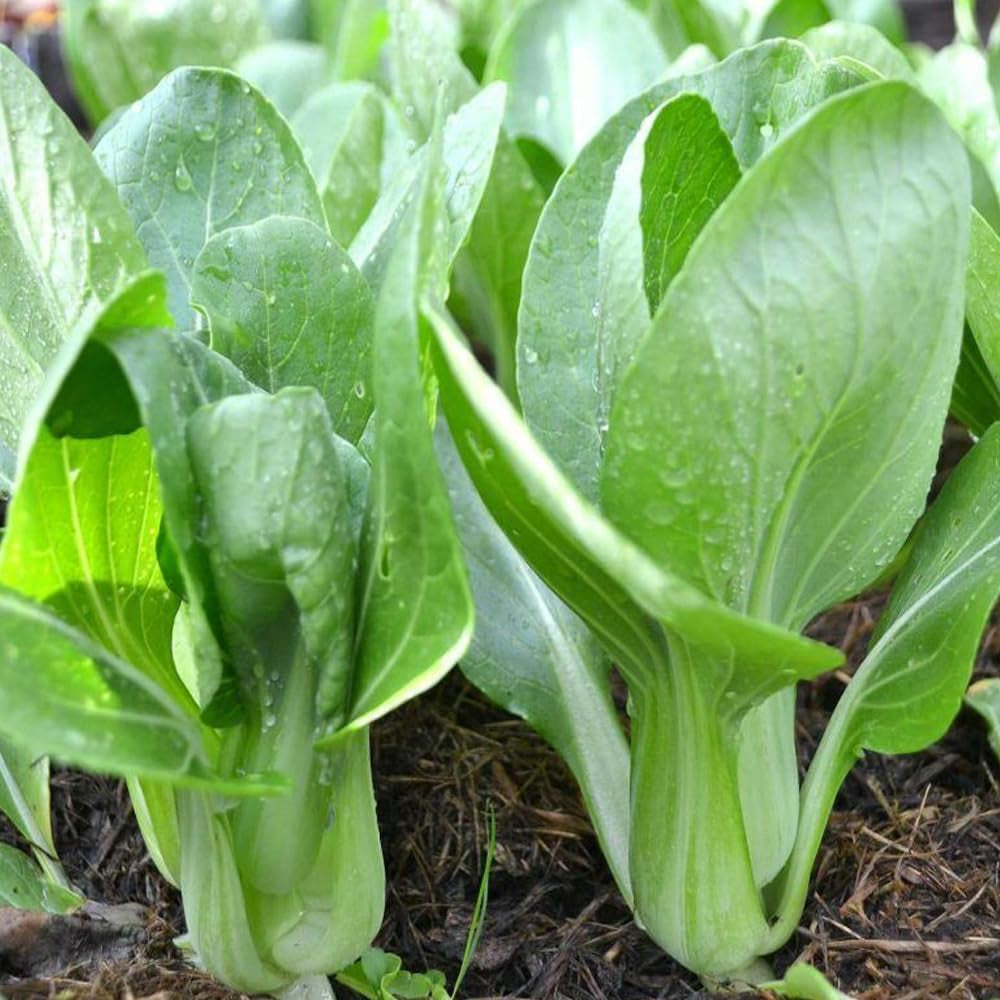 200 Seeds Chinese Cabbage Pak Choi Mei Qing Choi Shanghaiqing Vegetable - Organic Fresh Seeds for Planting - Live Seeds for Home and Garden