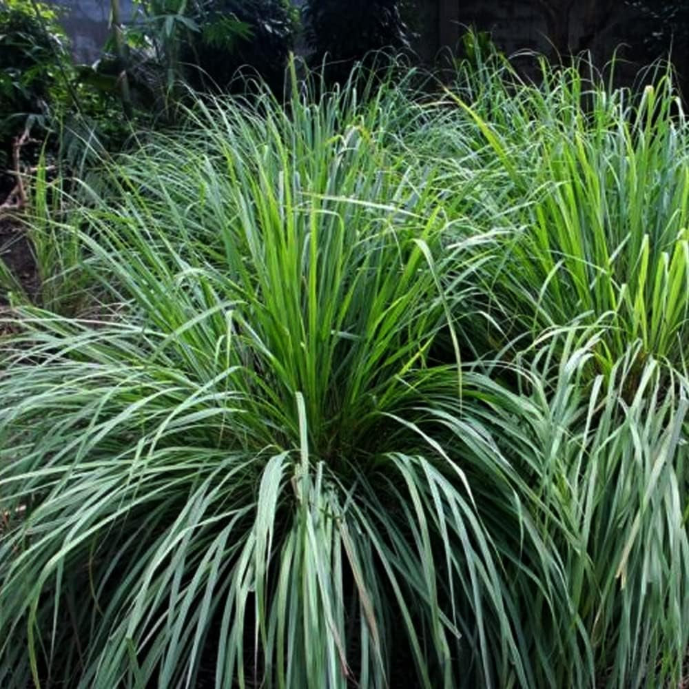 25 Seeds Lemongrass Herb - Cymbopogon Flexuosus - 25 Organic Plant Seeds Herb for Home and Garden