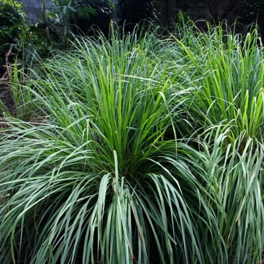 25 Seeds Lemongrass Herb - Cymbopogon Flexuosus - 25 Organic Plant Seeds Herb for Home and Garden