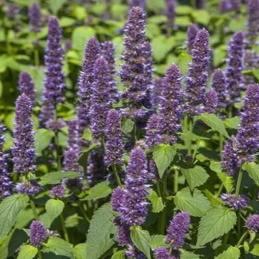 200 Seeds Hyssop Seeds Mint Family Blue Flowers Fragrant Perennial Seeds - Organic Fresh Seeds for Planting - Live Seeds for Home and Garden