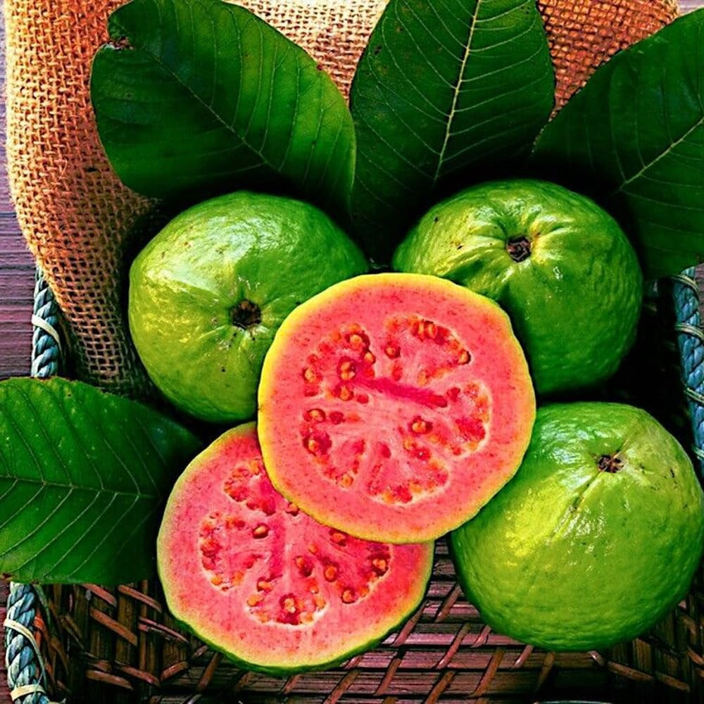20 Seeds Lemon Apple Pink Guava Tree Fruit Seeds ‘Ruby Supreme’ Plant Psidium Guajava - Organic Fresh Seeds for Planting - Live Seeds for Home and Garden