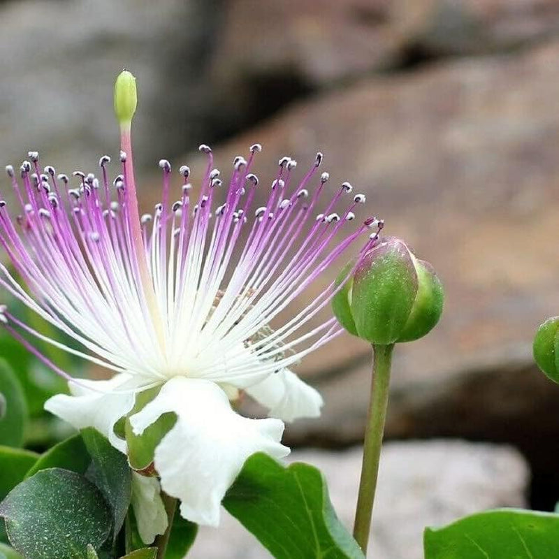 Seed Caper Bush - Capparis Spinosa - 25+ Seeds - the Caper Bush Plant for Your Garden