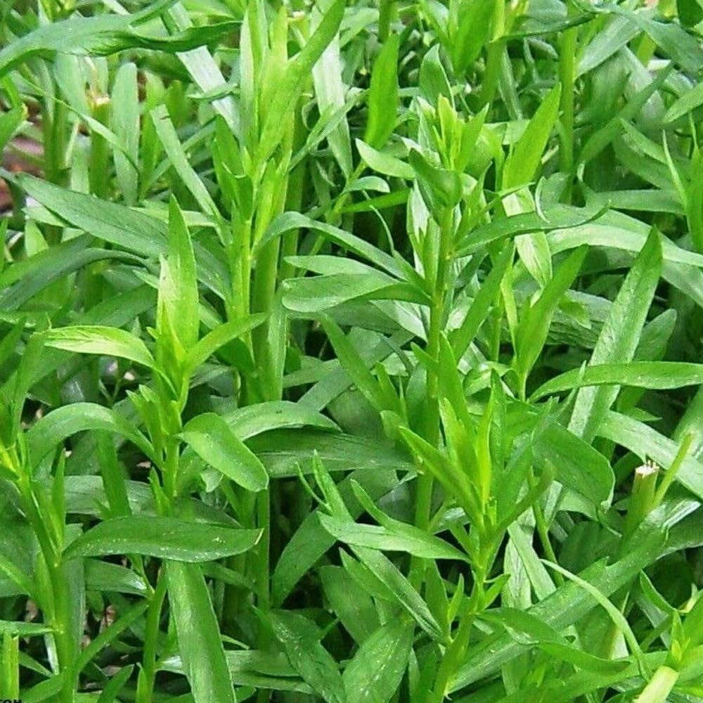 1000 Seeds Tarragon Seeds Russian Tarragon Dragon Wort Perennial - Organic Fresh Seeds for Planting - Seeds for Home and Garden
