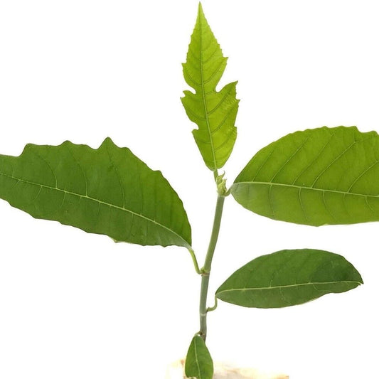 Breadfruit - Artocarpus Altilis - Tropical Fruit Live Tree 12”-24” - Organic Fresh Seeds for Planting - Live Seeds for Home and Garden