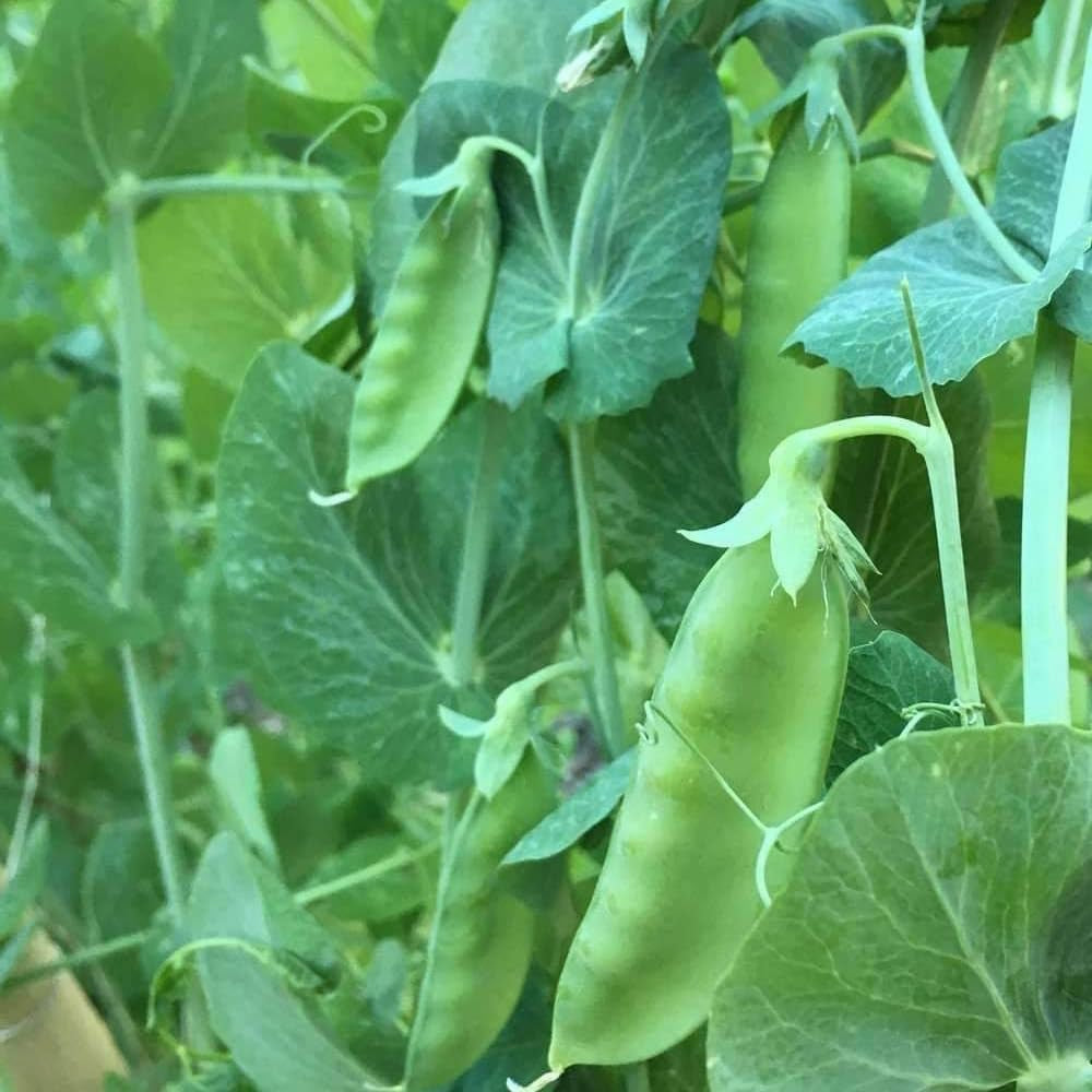 20 Seeds Snow Pea Chinese Sugar Snap Pod Peas Mammoth Melting Sugar Pod Pea - Organic Fresh Seeds for Home and Garden - Seeds for Planting for Your Landscape