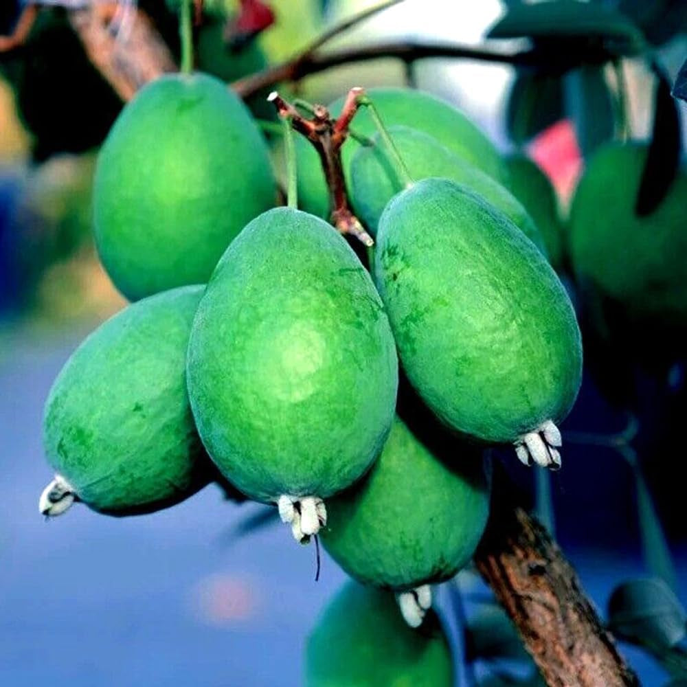20 Pineapple Guava Tree Seeds "Brazilian Fig Guava Fruit" Tropical Flower Plant - Organic Fresh Pineapple Guava Seeds for Planting - Live Seeds