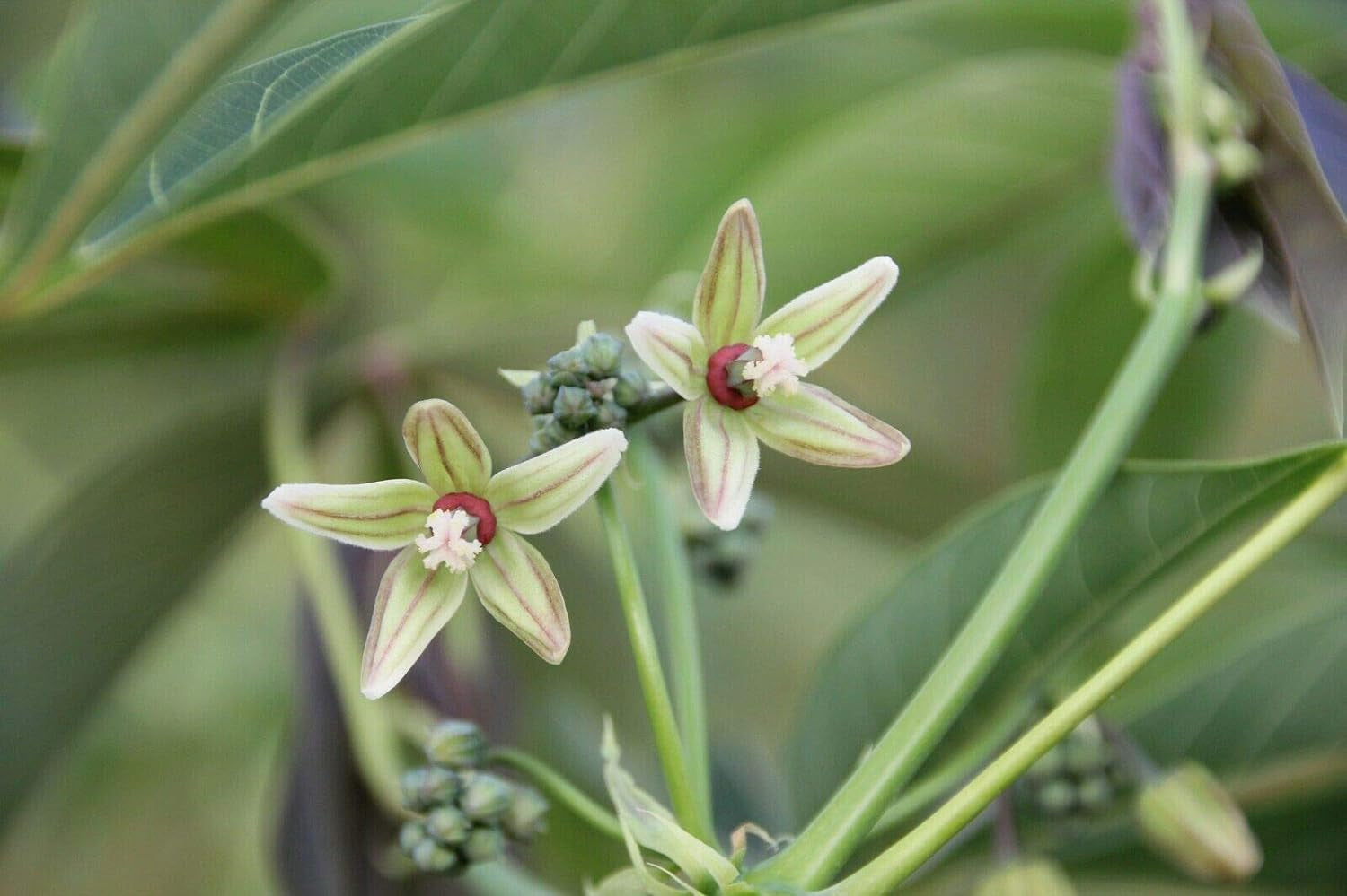 Rare Seeds - Tapioca Plant Seed - Cassava Manihot Esculenta Jocad (5 Seeds)