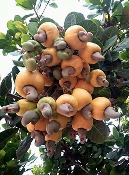 Anacardium Occidentale , Cashew  for Planting, Rare Cashew Tree , Earlier Maturity and Greater Yield Cashew 5  for Planting
