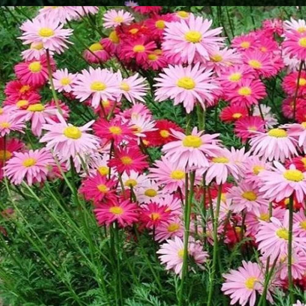 Flowers 100 Seeds Painted Daisy Robinsons Giant Mix Perennial Huge Cut - Flowers Organic Plant Seeds for Home and Garden - Fresh Seeds for Planting
