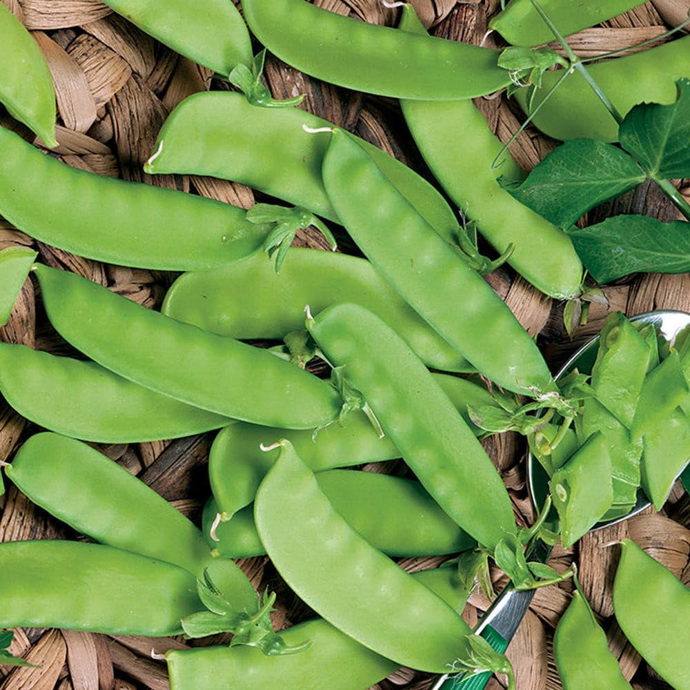 20 Seeds Snow Pea Chinese Sugar Snap Pod Peas Mammoth Melting Sugar Pod Pea - Organic Fresh Seeds for Home and Garden - Seeds for Planting for Your Landscape
