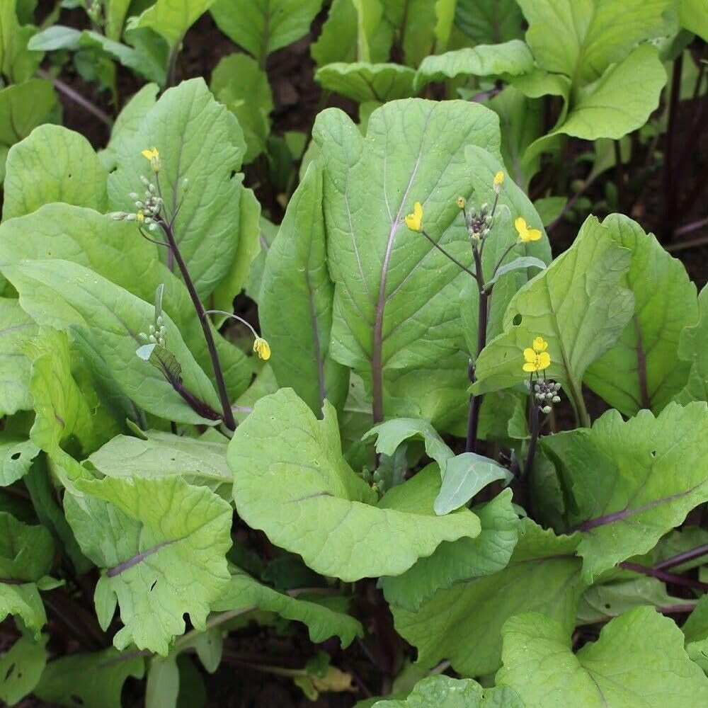 200 Seeds Purple Choy Sum Seeds Hon-Tsai Tai Kosaitai Chinese Flowering Cabbage - Organic Plant Seeds for Home and Garden - Seeds for Planting - Live Purple Choy Sum Seeds