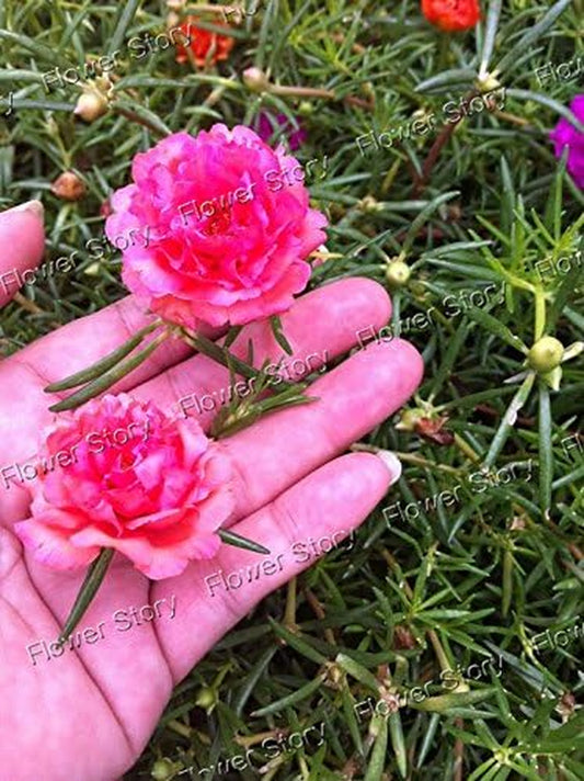 500 Mixed Color Moss-Rose Purslane Double Flower Seeds for Planting (Portulaca Grandiflora), Heat Tolerant ,Easy Growing