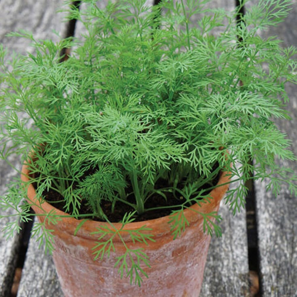 200 Bouquet Dill Seeds Fresh Garden - Organic Fresh Seeds for Planting - Seeds for Home and Garden - Organic Fresh Seeds for Planting