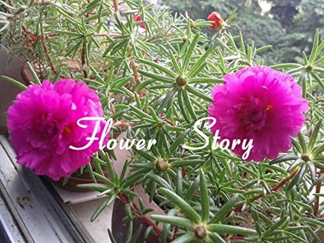 500 Mixed Color Moss-Rose Purslane Double Flower Seeds for Planting (Portulaca Grandiflora), Heat Tolerant ,Easy Growing