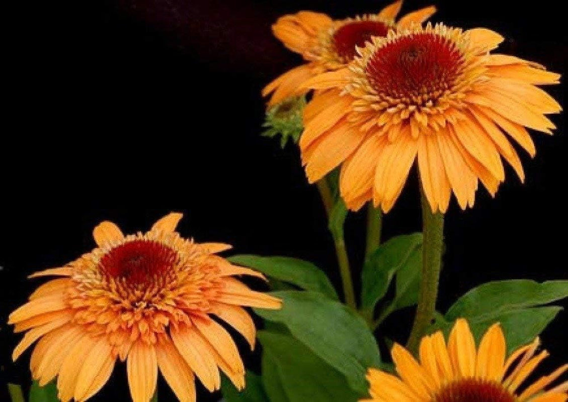 Echinacea 'Supreme Cantaloupe' Flower Seeds, 50 Seeds / Pack, Orange Red Coneflower KK049