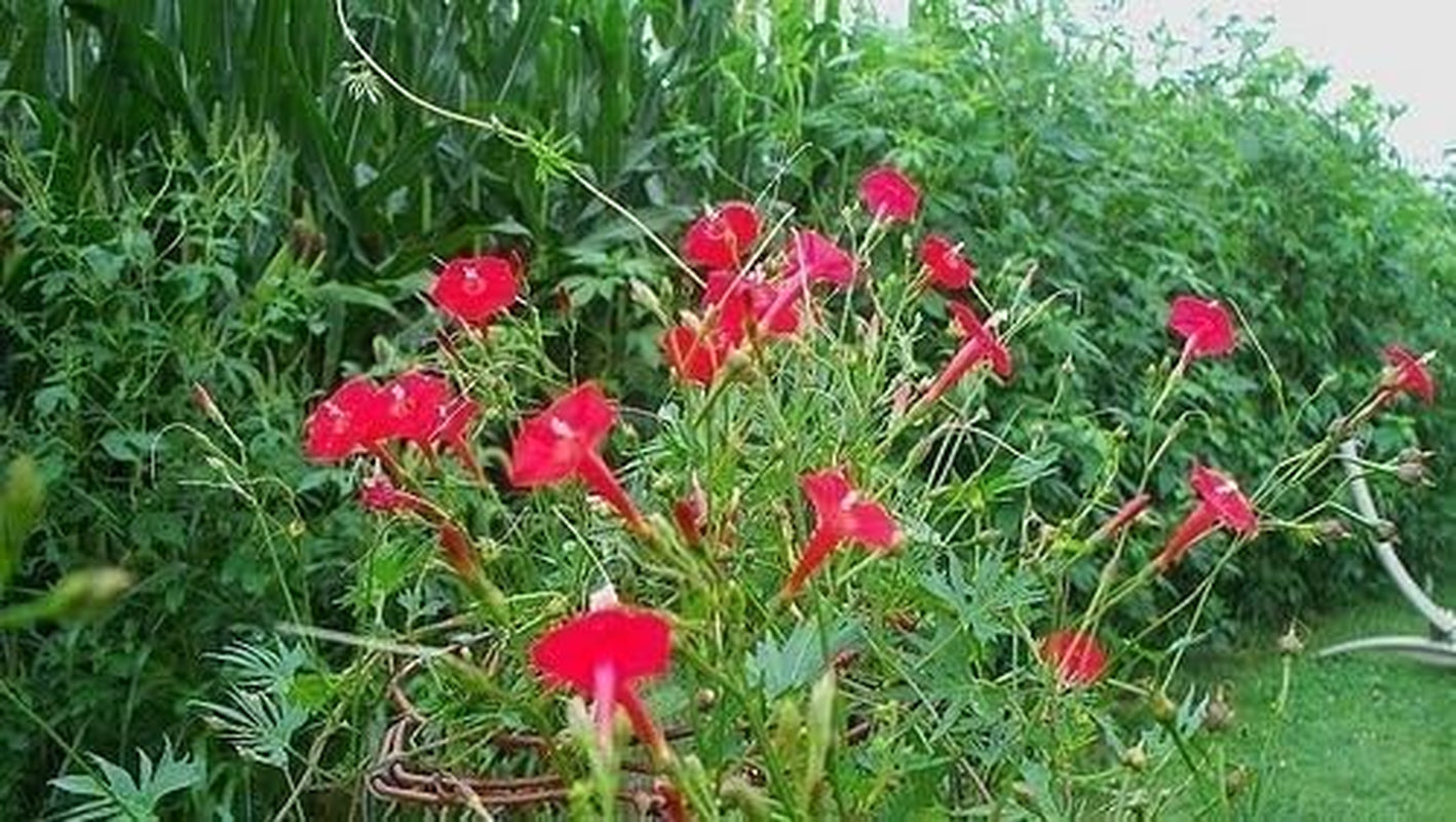 40 CARDINAL CLIMBER VINE Seeds Ipomea Quamoclit ,Red Flower .Perennial