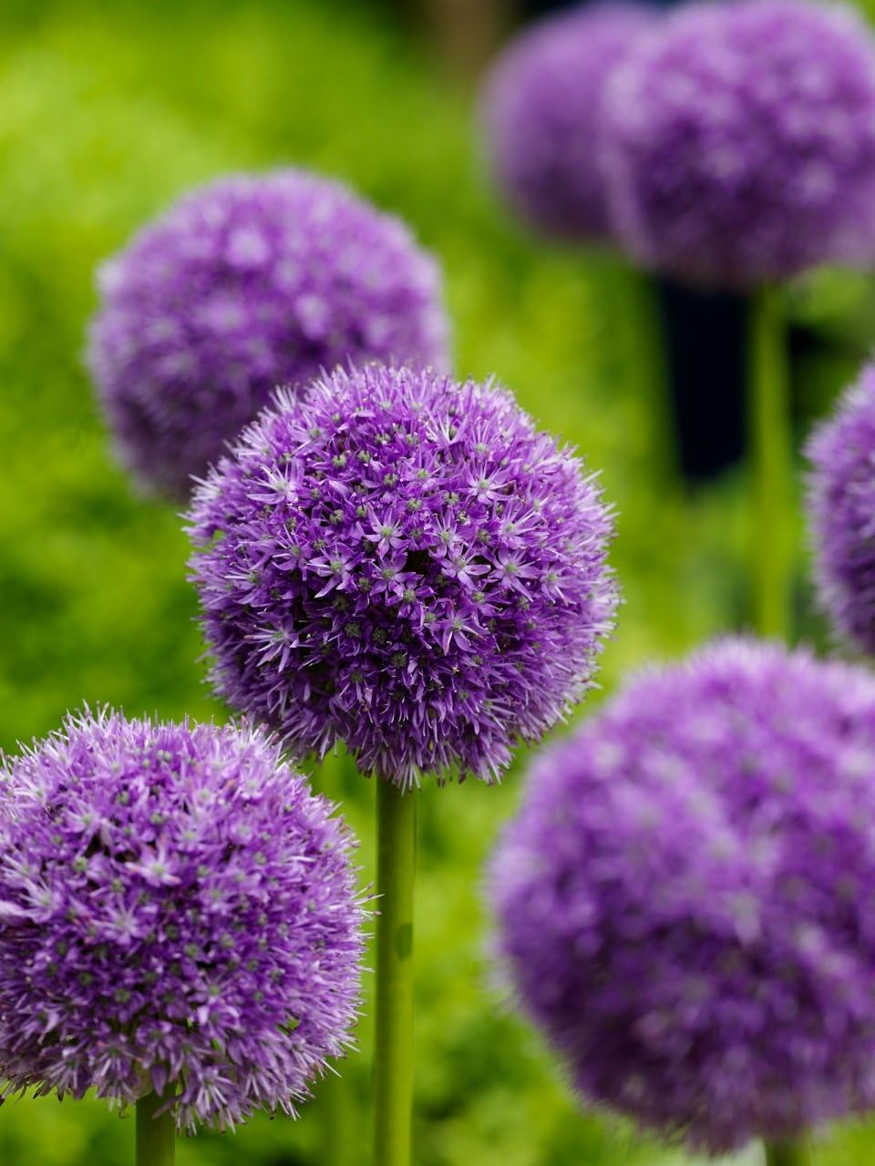 50 Pcs/Bag, Purple Giant Allium Giganteum Beautiful Flower Seeds Garden Plant Gift