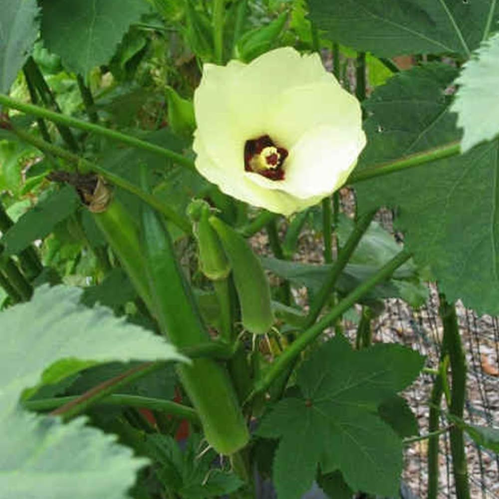 50 Seeds Okra Clemson Spineless Okra Vegetable - Organic Fresh Live Seeds for Planting - Seeds for Home and Garden