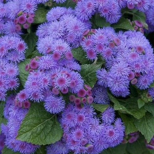 Floss Flower 200 Seeds Ageratum Blue Mink Dwarf Purple Flowers - Organic Purple Flower Plant Seeds for Your Garden and Home