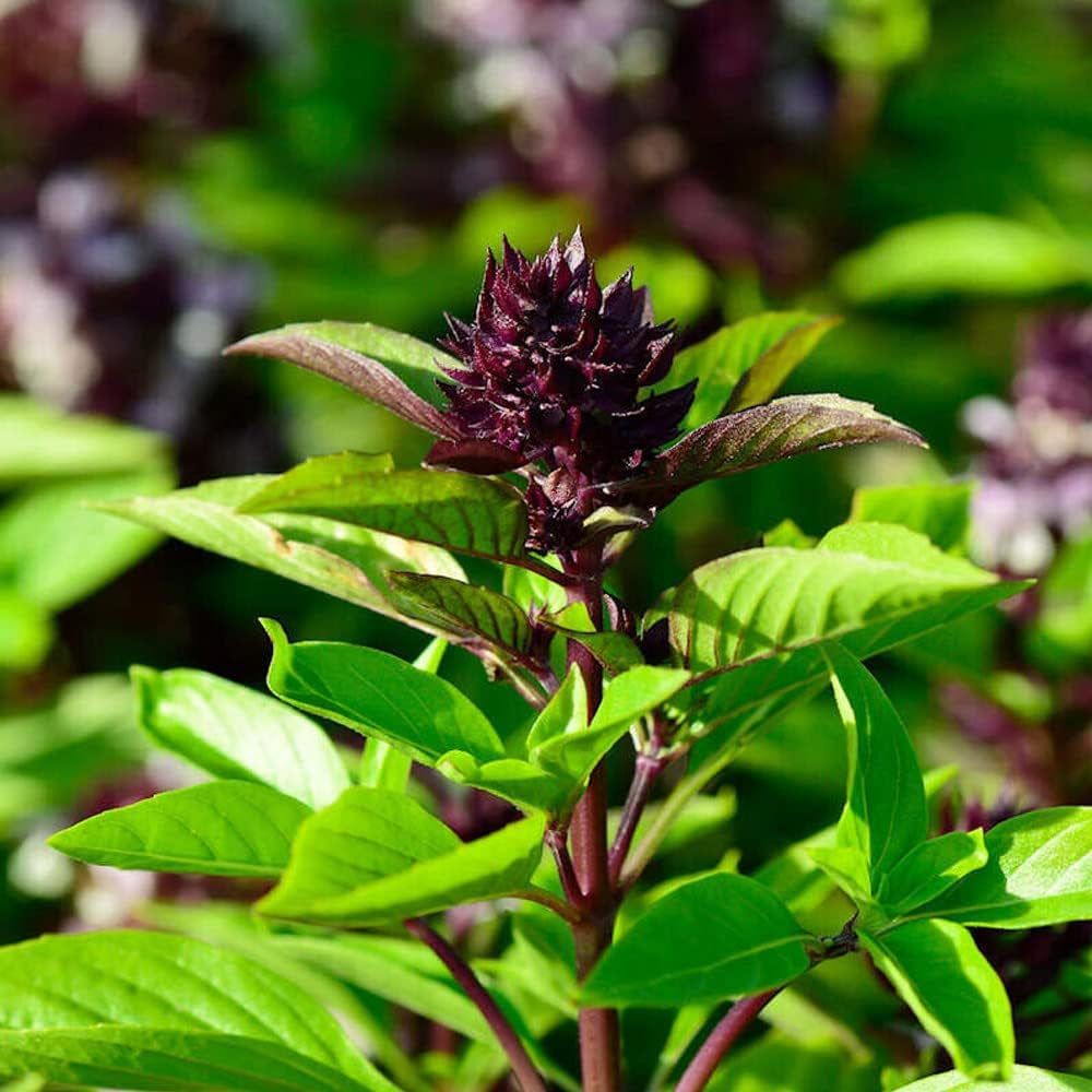 150 Seeds SIAM Queen Basil Herb - Organic Plant Fresh Seeds Basil for Your Home and Garden