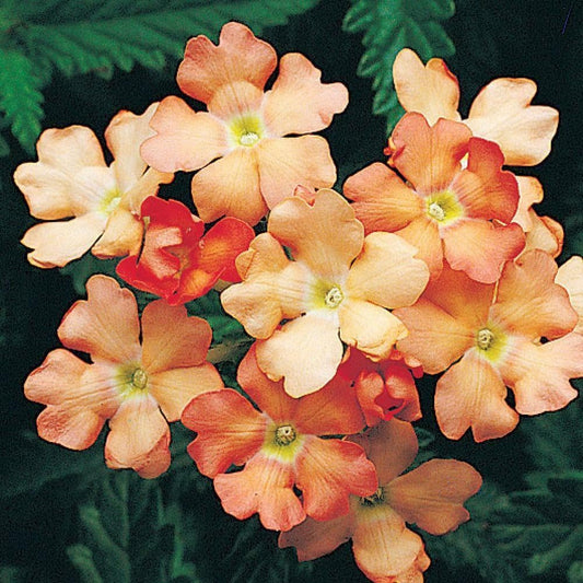 Flower 50 Seeds Apricot Verbena - Organic Flower Seeds for Planting in Your Garden - Live Flower Seeds for Home and Garden