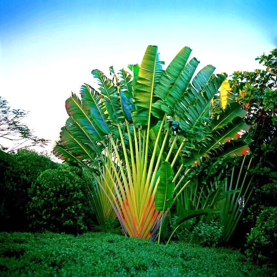 Travelers Palm Tree Seeds (Ravenala Madagascariensis) Bird of Paradise Plant (5 Seeds)
