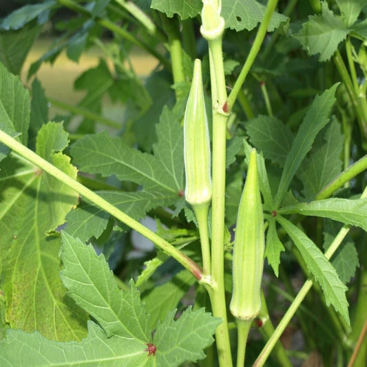 50 Seeds Okra Clemson Spineless Okra Vegetable - Organic Fresh Live Seeds for Planting - Seeds for Home and Garden