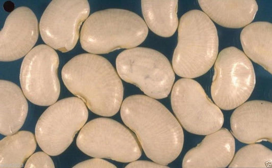 100 Seeds, Giant, White Lima Bean, Pole, Butter Bean (King of the Garden) Heirloom