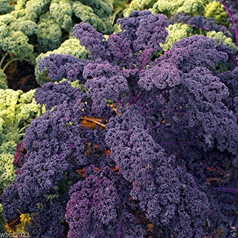 500 Seeds Scarlet Kale Seed - Multi-Purpose, Open-Pollinated Kale.Vegetables, Kale,Scarlet