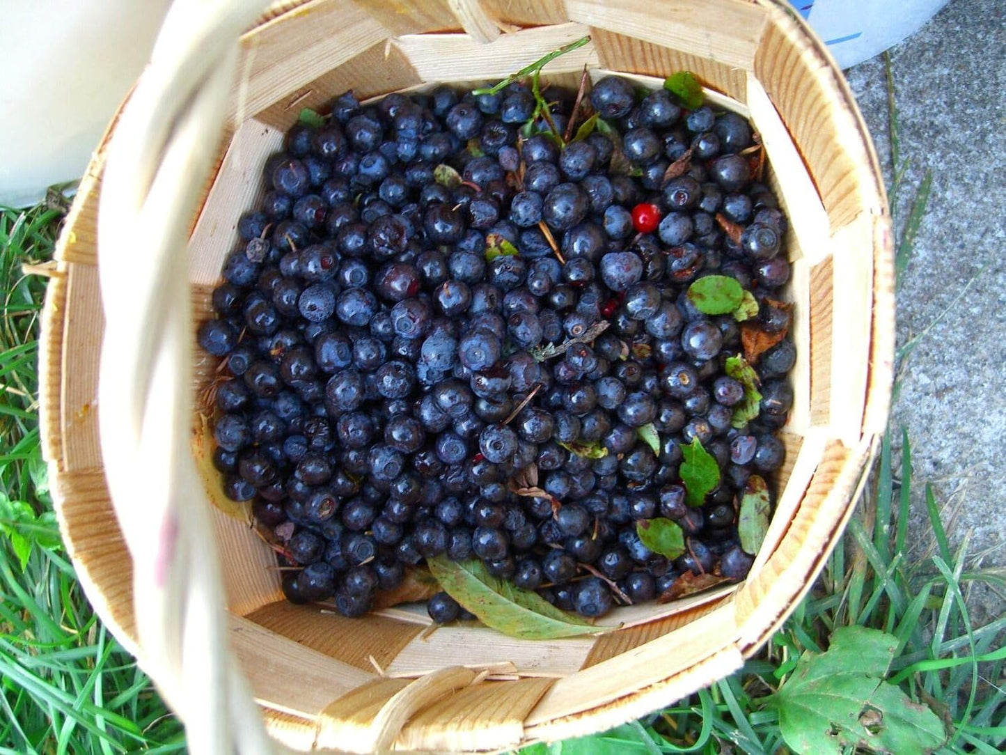Southern Blueberry 50 Seeds - Blueberries Organic Seeds for Planting, Blueberries Fresh Fruit Seeds, Non GMO Berry Seeds, Dwarf Blueberry Bush Seeds for Planting Indoors