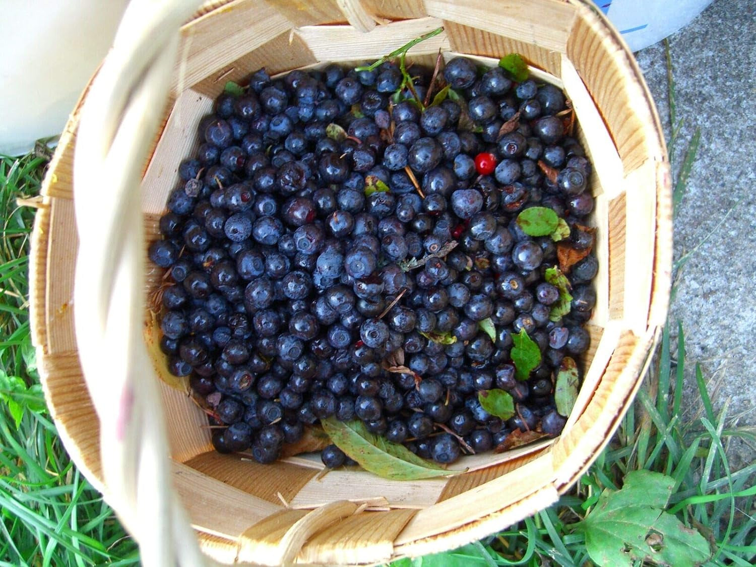 Southern Blueberry 50 Seeds - Blueberries Organic Seeds for Planting, Blueberries Fresh Fruit Seeds, Non GMO Berry Seeds, Dwarf Blueberry Bush Seeds for Planting Indoors