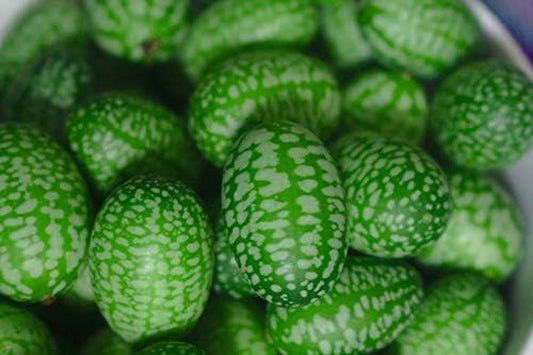 60 Seeds Cucamelon/Mexican Sour Gherkin Seeds(Melothria Scobra)