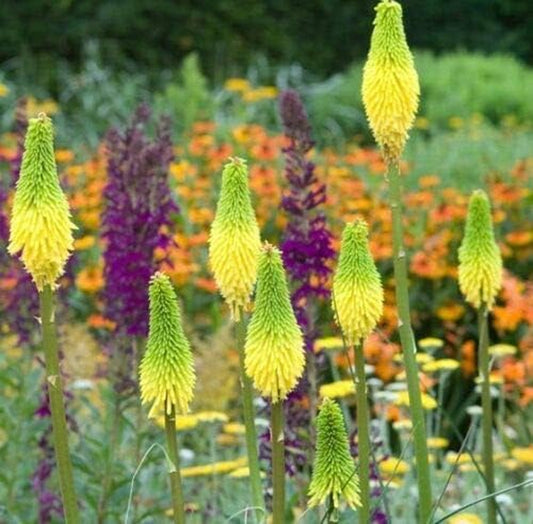 , Bright Yellow Hot Poker Seed, 25 Seeds