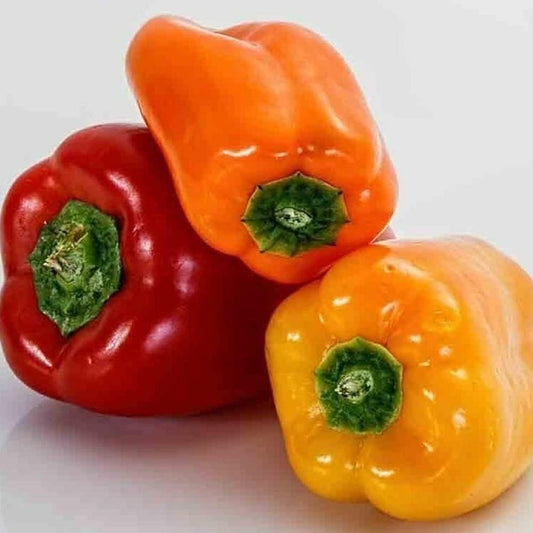 50 Seeds Pepper Sweet Wonder Bell California Colorful Fresh - Organic Plant Seeds for Home and Garden