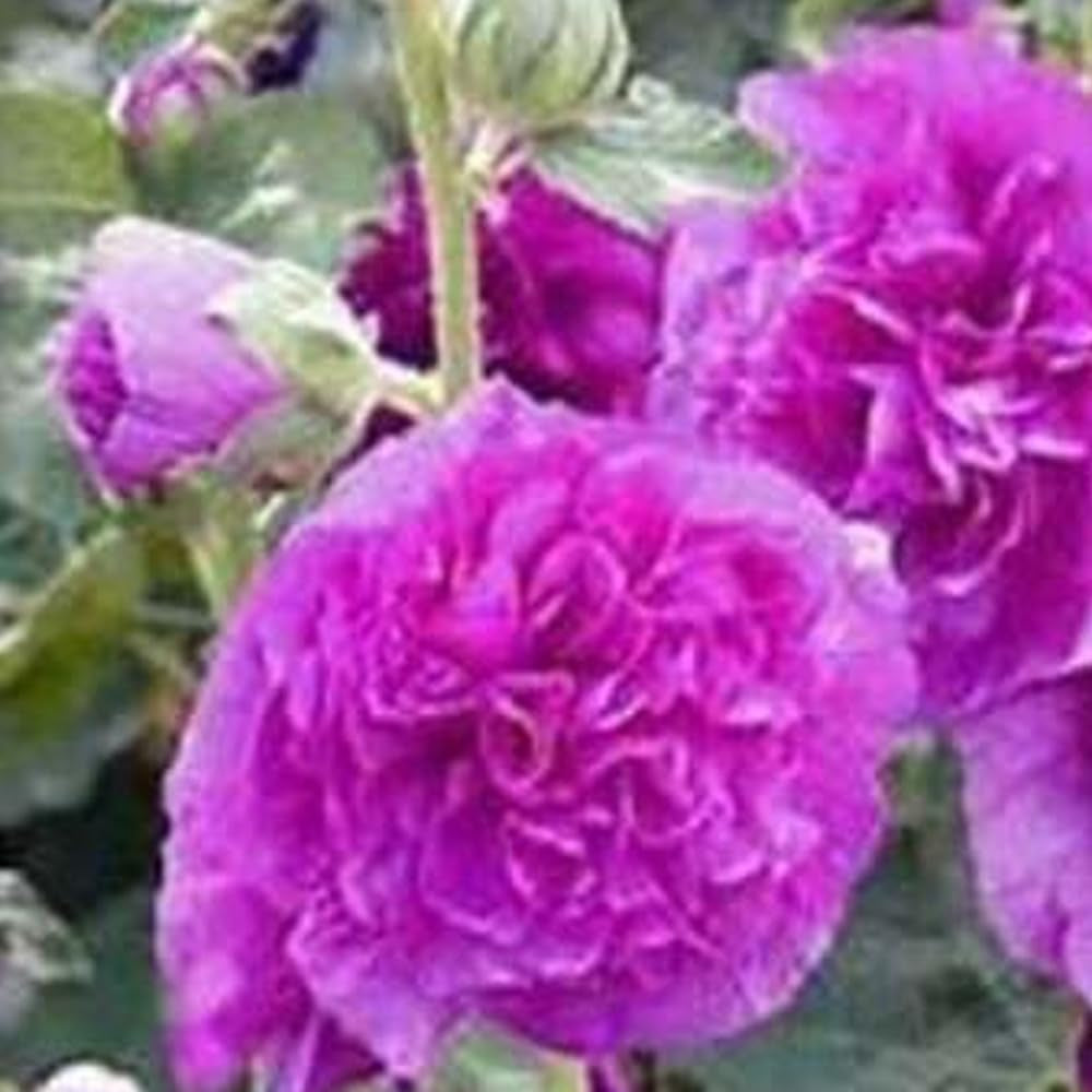 25 Seeds Hollyhock Purple Double Flowers Garden - Organic Fresh Seeds for Planting - Live Seeds for Home and Garden