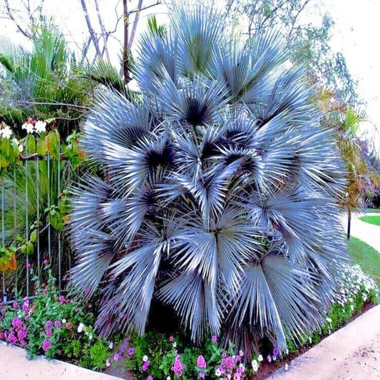 5 Seeds Mexican Blue Hesper Fan Palm Tree Seeds Grey Goddess Tropical Cold Hardy - Organic Fresh Seeds for Planting - Live Seeds