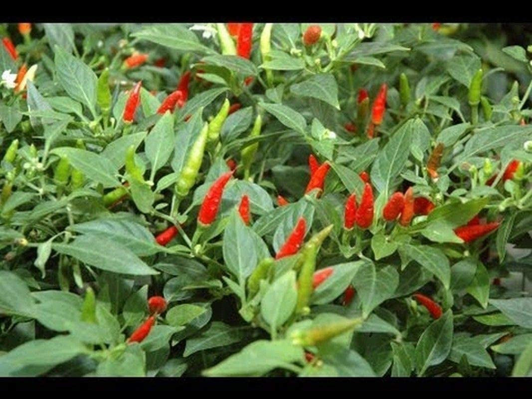 Small Thai Chili Hot Pepper Seeds - Hot Heirloom Chili from Thailand(25 - Seeds)